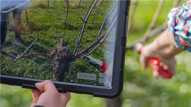 Das Display eines Tablets zeigt die Punkte, an dem die Rebe beschnitten werden soll.