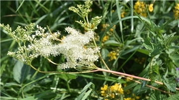 Das Foto zeigt eine Mädesüß-Blüte. 