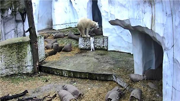 Eisbär-Baby nach kurzem Ausflug in Innenbereich gelockt Das Eisbärbaby macht die ersten Erkundungen in der Außenanlage.