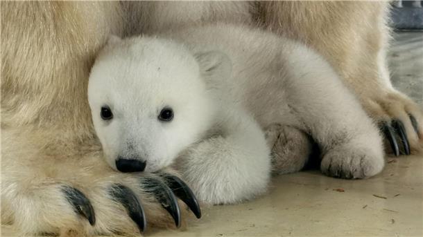 Tierpark Hagenbeck: Eisbärenbaby ist ein Mädchen Das Eisbärenbaby sucht die Nähe seiner Mutter Victoria.