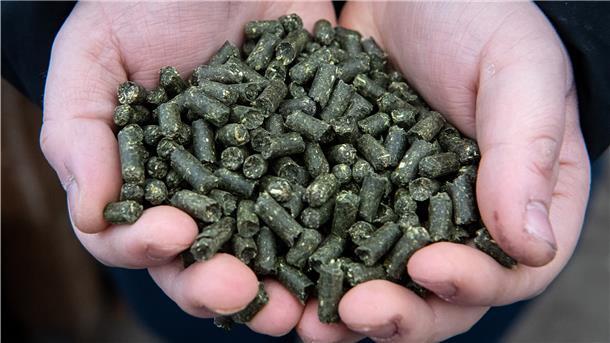 Das Emder Ökowerk entwickelt einen Bio-Dünger auf Basis von Blasentang. Noch laufen Versuchsreihen. Doch eines Tages, so die Hoffnung der Entwickler, könnte der Nährstoff großflächig in der Landwirtschaft eingesetzt werden und so mehrere Umweltprobleme lösen.