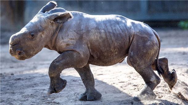 Das erst wenige Tage alte weibliches Nashornbaby erkundet erstmals die Außenanlagen im Schweriner Zoo.
