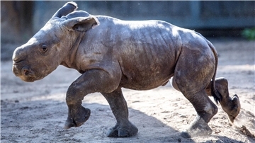 Das erst wenige Tage alte weibliches Nashornbaby erkundet erstmals die Außenanlagen im Schweriner Zoo.