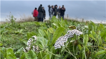 Das Feld mit der kräuterlastigen Saatmischung, das hier zu sehen ist, punktet bei Biodiversität und Klimaanpassung, schwächelt aber in anderen Disziplinen.