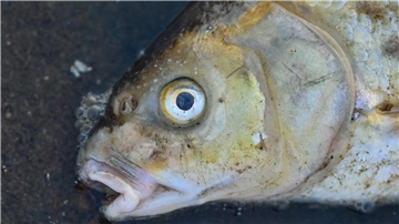 Das Fischsterben im Kreis Rotenburg hat dramatische Ausmaße angenommen.