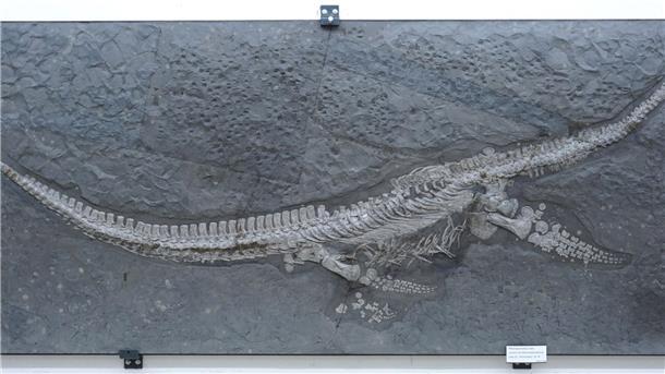 Das Fossil des Reptils Plesionectes longicollum stammt aus einem Steinbruch in Baden-Württemberg.