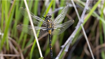 Eine Libelle 