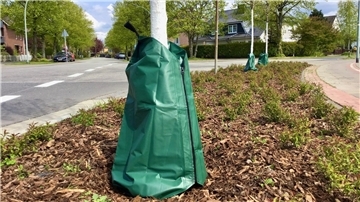 Das Gartenbauamt hat bereits begonnen, mehreren hundert Bäumen die großen Wassersäcke „umzuhängen“. Besonders neu gepflanzte junge Bäume wie hier an der Kreuzung Lotjeweg/Beuthener Straße müssen noch besonders viel und regelmäßig „trinken“.