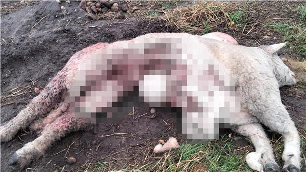 Das gepixelte Bild lässt nur erahnen, wie es nach einem Angriff zugerichtet wurde. Sein Halter Gerhard Carstens geht angesichts der Spuren von einem Wolfsriss aus.