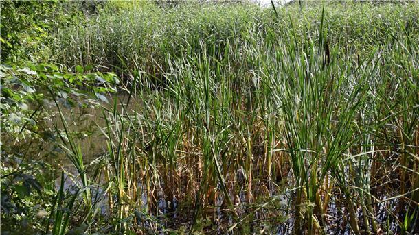 Selsingen will zugewachsene Regen-Rückhaltebecken räumen Schilf wächst am Rand eines Gewässers.