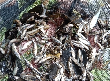 Tote Fische. Das ist die „Beute“, die Angler Mitte August 2023 mit einem Kescherzug aus der Bade holten.