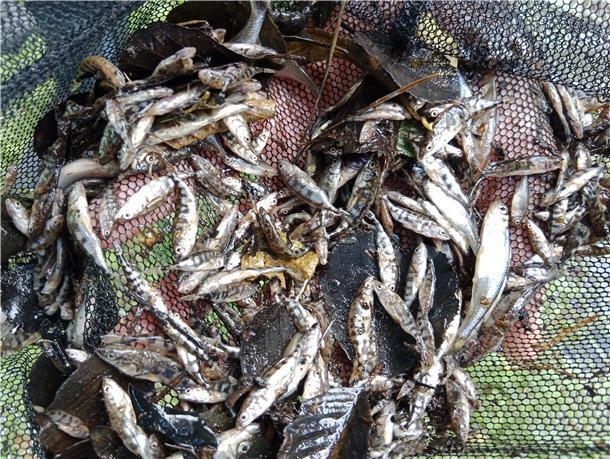 Das ist die „Beute“, die Angler Mitte August mit einem Kescherzug aus der Bade geholt haben. Gleichwohl mag der Leiter des Amtes für Wasserwirtschaft in der Kreisverwaltung nicht von massivem Fischsterben sprechen.