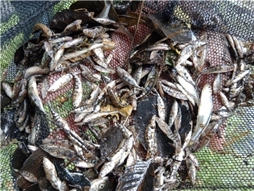 Das ist die „Beute“, die Angler Mitte August mit einem Kescherzug aus der Bade geholt haben. Gleichwohl mag der Leiter des Amtes für Wasserwirtschaft in der Kreisverwaltung nicht von massivem Fischsterben sprechen.