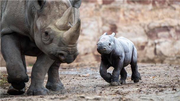 Das kleine Nashornjunge läuft neben seiner Mutter im Chester Zoo.