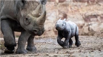 Das kleine Nashornjunge läuft neben seiner Mutter im Chester Zoo.