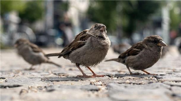 Auch Spatzen granteln im Alter Das Knüpfen von Freundschaften verschafft jungen Spatzen einen evolutionären Vorteil. (Archivbild)