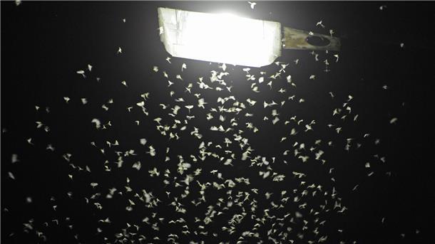 Straßenleuchten mit Blenden ziehen viel weniger Insekten an Das Licht von Straßenlaternen lockt Insekten an. (Archivbild)