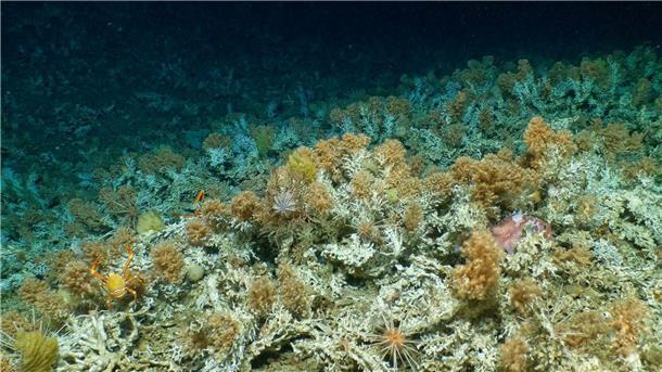 Unberührtes Korallenriff vor Galápagos-Inseln entdeckt Das neu entdeckte, weitgehend unberührte Korallenriff vor Galápagos-Inseln.