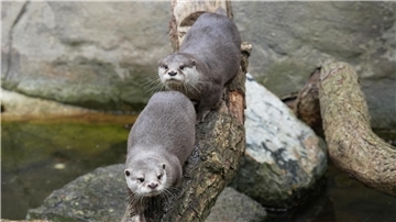 Knuddel-Alarm im Zoo am Meer: Hier gibt es die neuen Zwergotter im Video Die beiden Zwergotter im Zoo am Meer in Bremerhaven erkunden ihr Gehege.