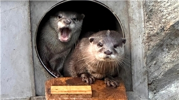 Das noch namenlose Otterpärchen wartet auf kreative Namensvorschläge