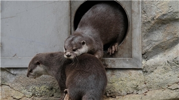 Die zwei neuen Zwergotter im Zoo am Meer in Bremerhaven.