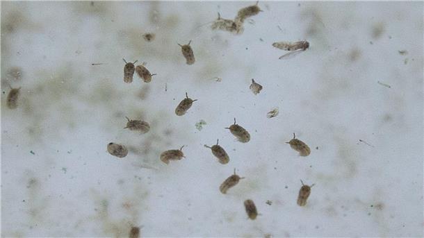 Oropouche-Virus weiter verbreitet als gedacht Das Oropouche-Virus wird durch verschiedene Mücken übertragen.