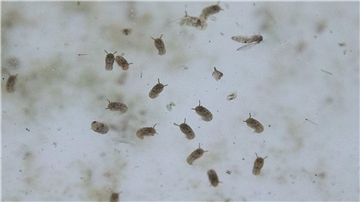 Das Oropouche-Virus wird durch verschiedene Mücken übertragen.