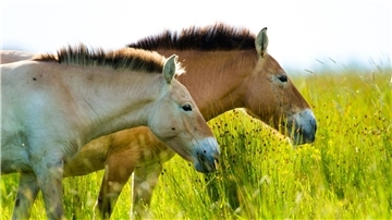 Das Przewalski-Pferd ist eigentlich in Zentralasien beheimatet.
