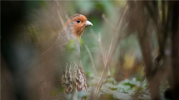 Bevölkerung kann „Vogel des Jahres“ wählen Das Rebhuhn war 1991 schon einmal „Vogel des Jahres“. (Archiv)