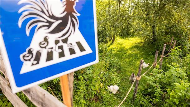 Das Schild mit der Hühnerfamilie soll die Autofahrerinnen und Autofahrer warnen. 