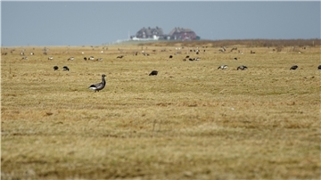 Ringelgänse bevölkern zu hunderten auf Hallig Hooge eine Wiese vor einer Warft. 