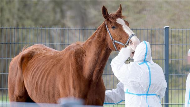 Pferd und Pfleger stehen auf einer Weide.