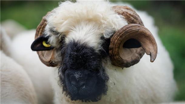 Diese schwulen Böcke lieben, wen sie wollen Das schwule Walliser Schwarznasenschaf „Karl“ wurde von Bill Kaulitz adoptiert.