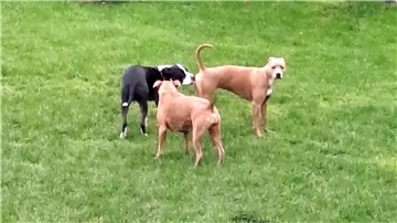 Das sind die Hunde, die den Anwohnern ein Dorn im Auge sind.