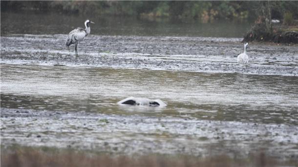 Vogelgrippe schlägt zu: Tote Kraniche im Tister Bauernmoor Zwei Kraniche stehen in einer Wasserfläche, im Vordergrund liegt ein toter Vogel im Wasser.