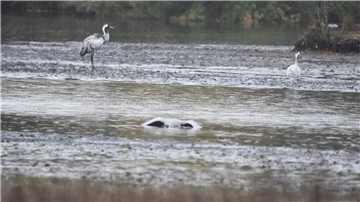 Zwei Kraniche stehen in einer Wasserfläche, im Vordergrund liegt ein toter Vogel im Wasser.