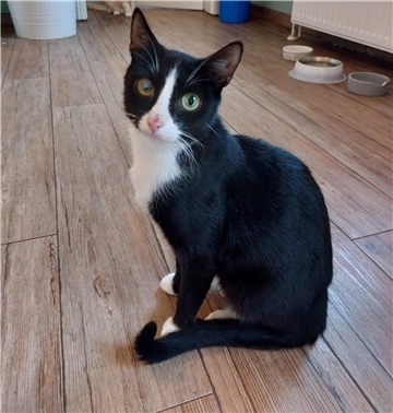 Katze gefunden