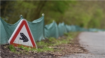 Das Umweltschutzamt bittet um Rücksichtnahme an der Jahnstraße: Frösche und Kröten sind unterwegs.