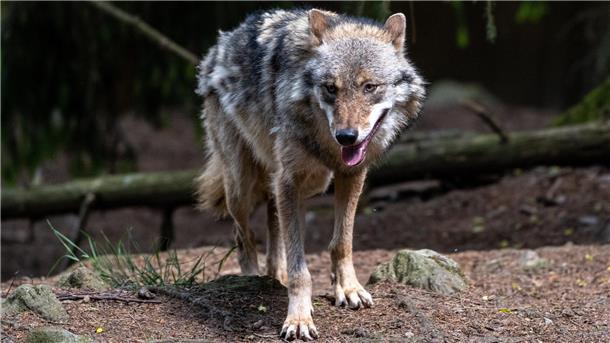 Wolf