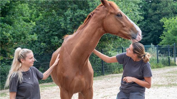 Wie das Tierheim ein irisches Rennpferd vor der Schlachtbank in Rumänien rettete Das vom Tierheim Bubi genannte irische Rennpferd wird von Nadine Bruns (rechts) und Denise Vohs aufgepäppelt.