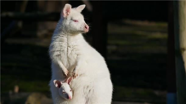 Das weiße Bennett-Känguru mit seiner Mutter namens Flöckchen, ebenfalls ein Albino.