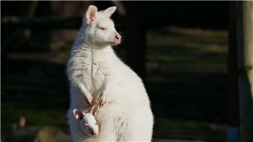 Das weiße Bennett-Känguru mit seiner Mutter namens Flöckchen, ebenfalls ein Albino.