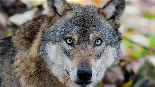 Das Wolfs-Monitoring hat im ersten Quartal 2025 im Cuxland sechs Nutztierrisse durch Wölfe registriert. 