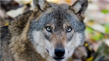 Das Wolfs-Monitoring hat im ersten Quartal 2025 im Cuxland sechs Nutztierrisse durch Wölfe registriert. 