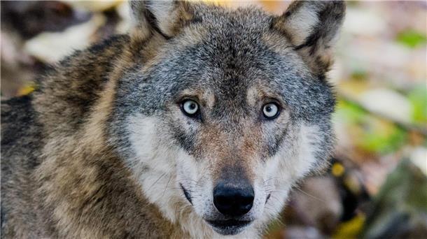 Ein Wolf blickt in die Kamera des Fotografen. 