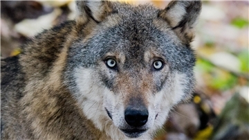 Ein Wolf blickt in die Kamera des Fotografen. 