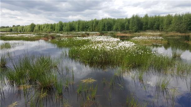 Wollgras wächst auf der 70 Hektar großen Wiedervernässungsfläche im Gnarrenburger Moor.