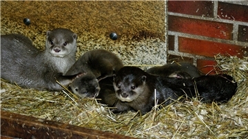 Das Zwergotter-Paar Jacky und Emil mit seinem Nachwuchs im Tierpark Neumünster.