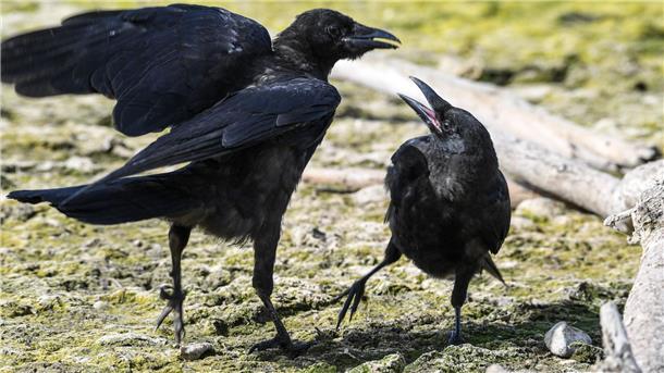 Dass es aus juristischen und formalen Gründen nicht zur Krähenjagd gekommen ist, bedaure er sehr, sagte Landrat Stephan Siefken während der jüngsten Kreistagssitzung. So soll es weitergehen.