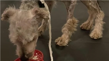 Dem kleinen Yorkshire-Terriermix Egon geht es offenbar schon wieder besser.